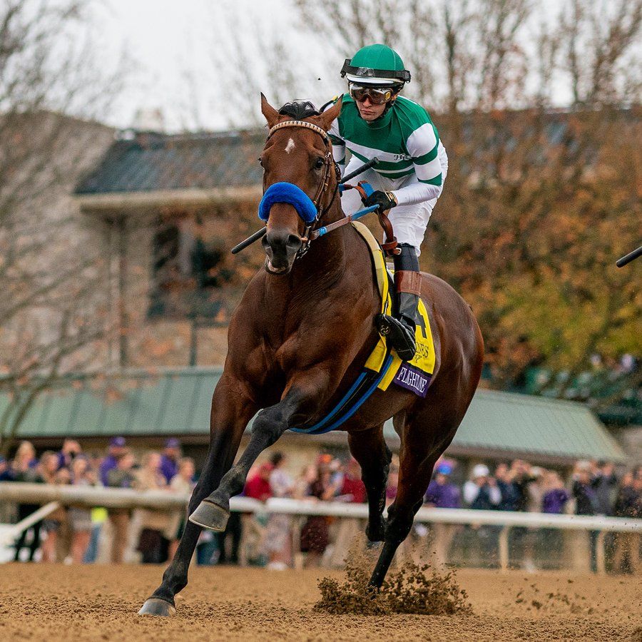 Bay horse striding out on a wet track