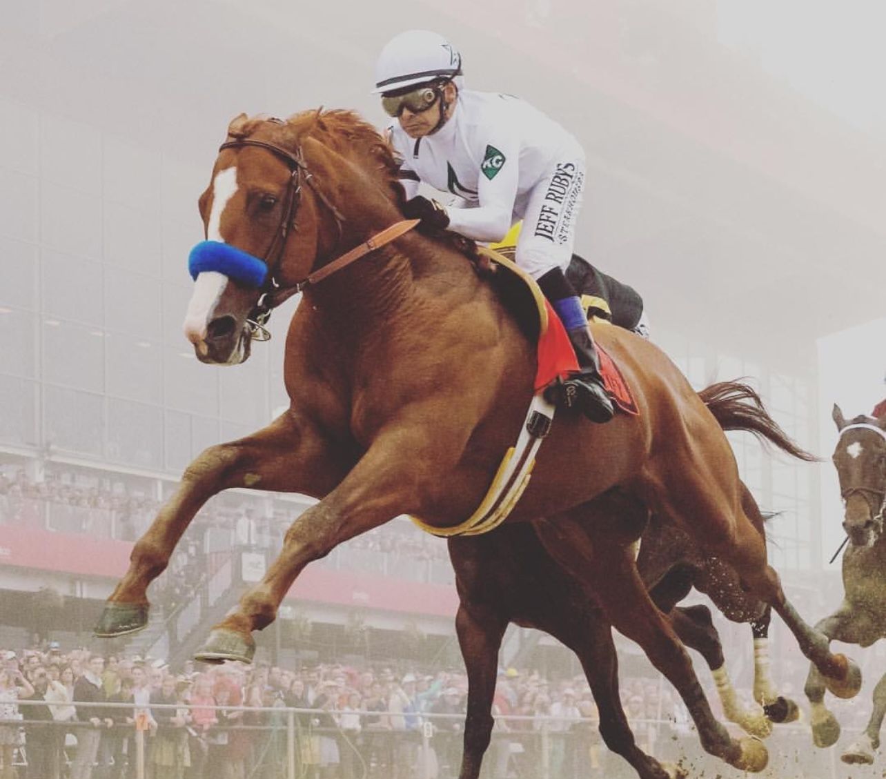 Chestnut horse at full stretch