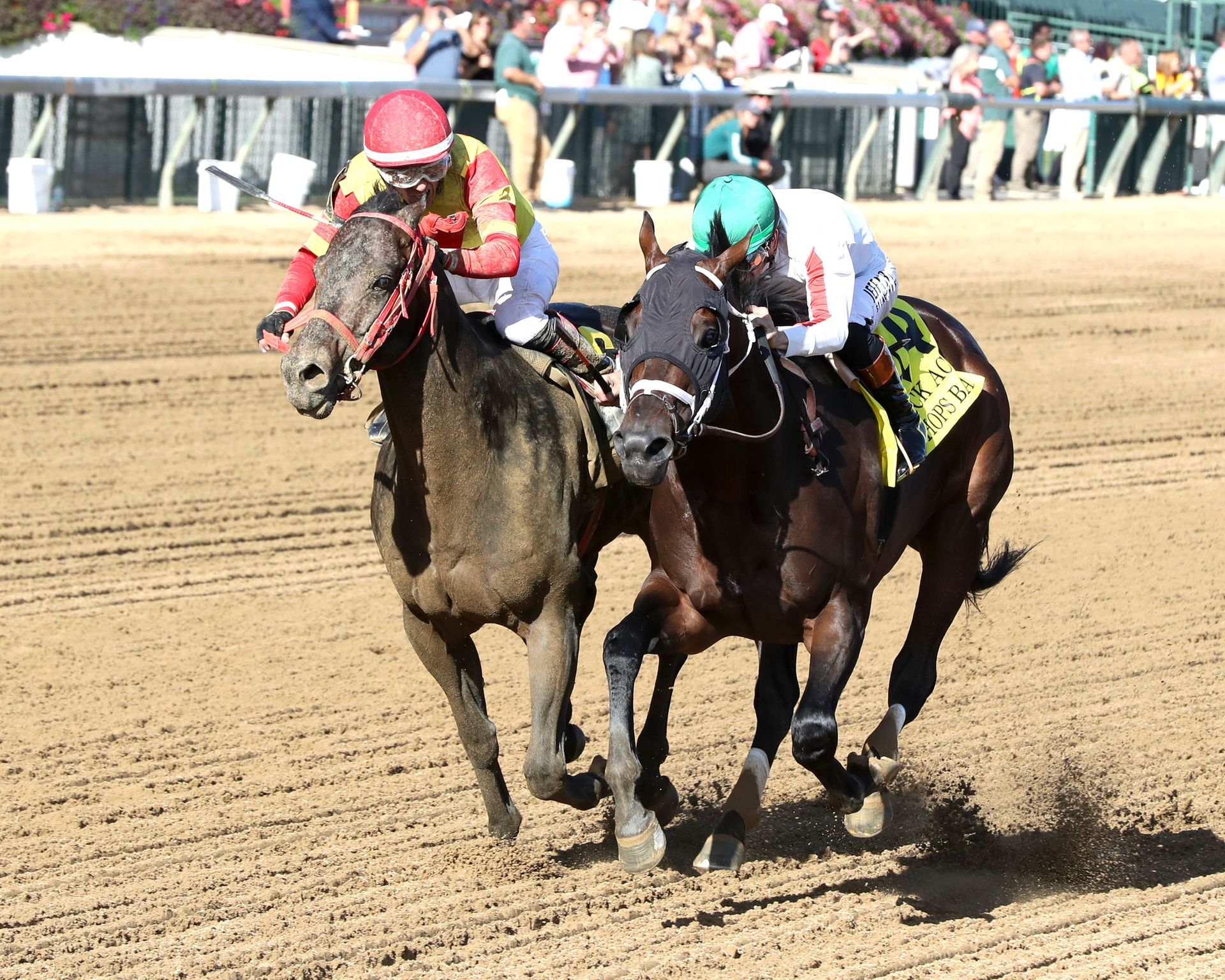 Two horses locked together on dirt