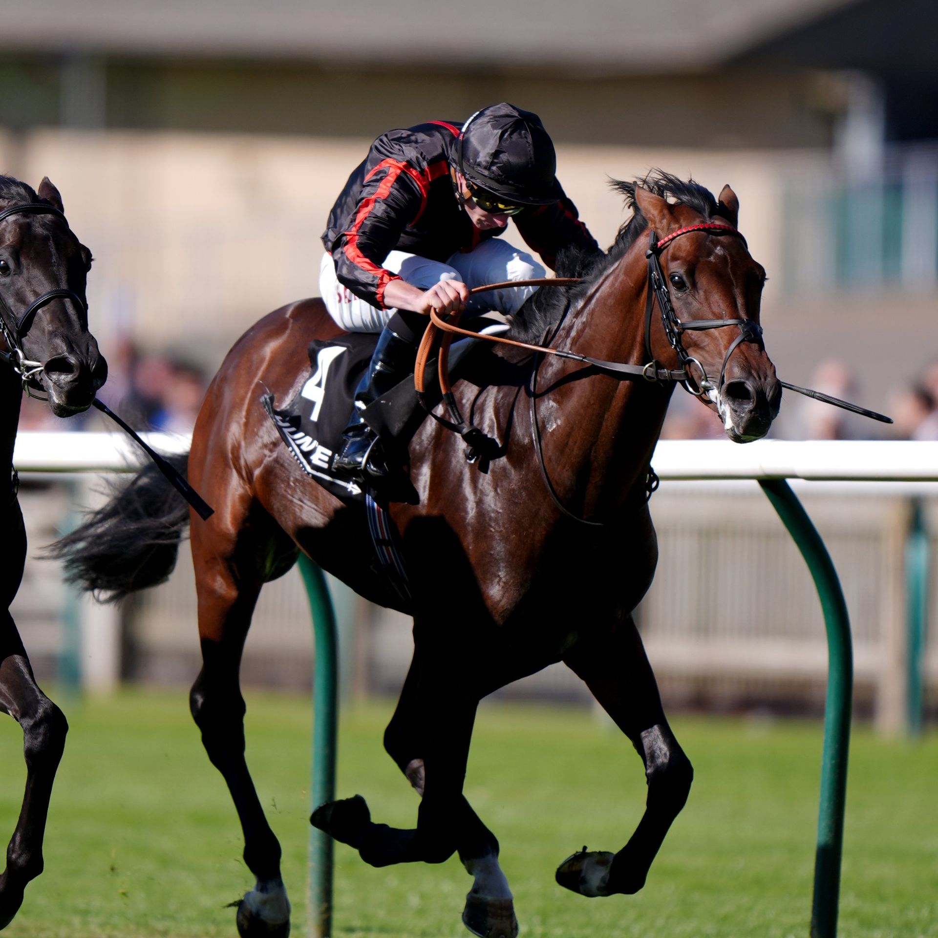 Two bays driving to the line on turf