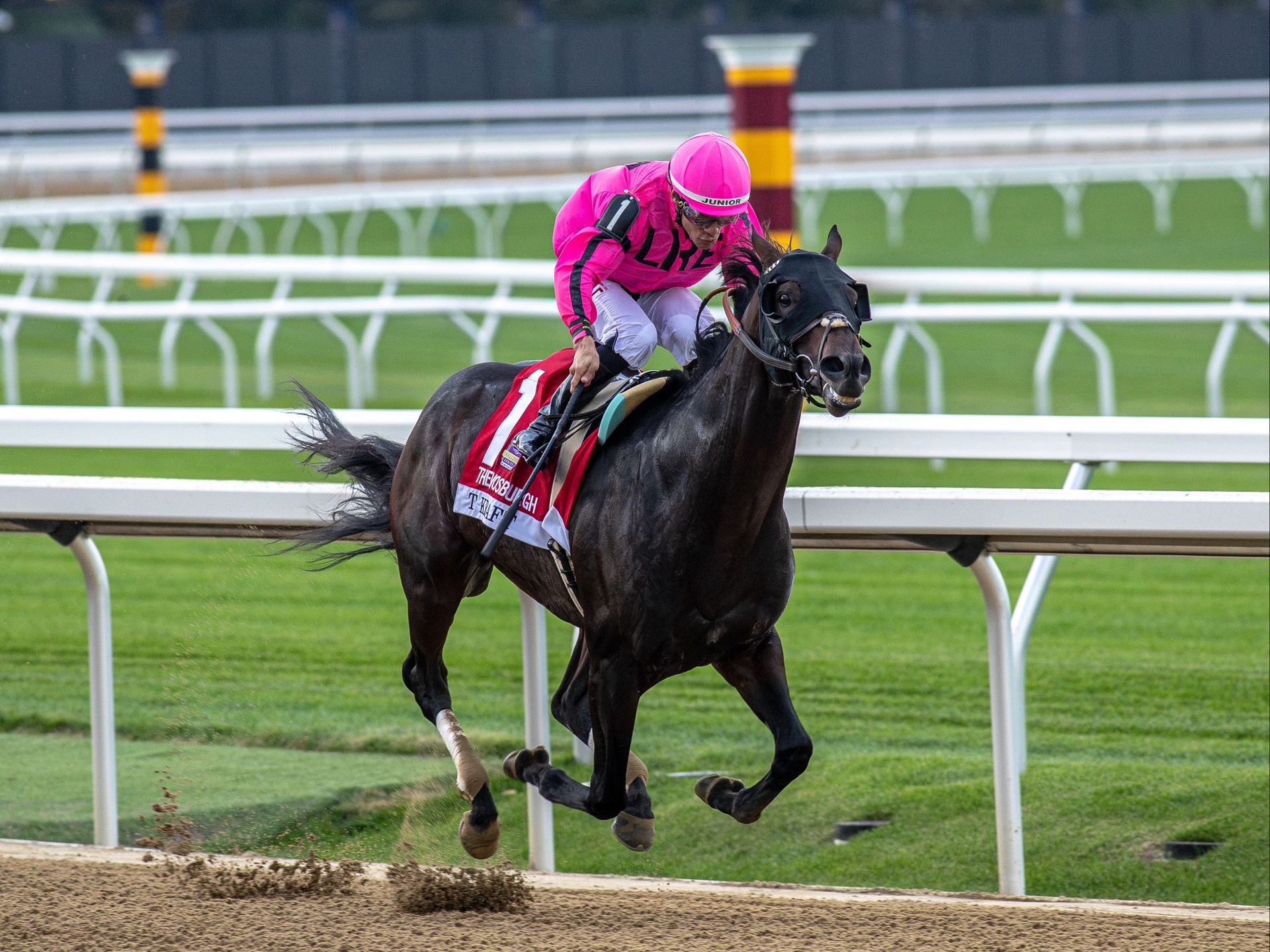 Grey and bay on the turf, pink cap