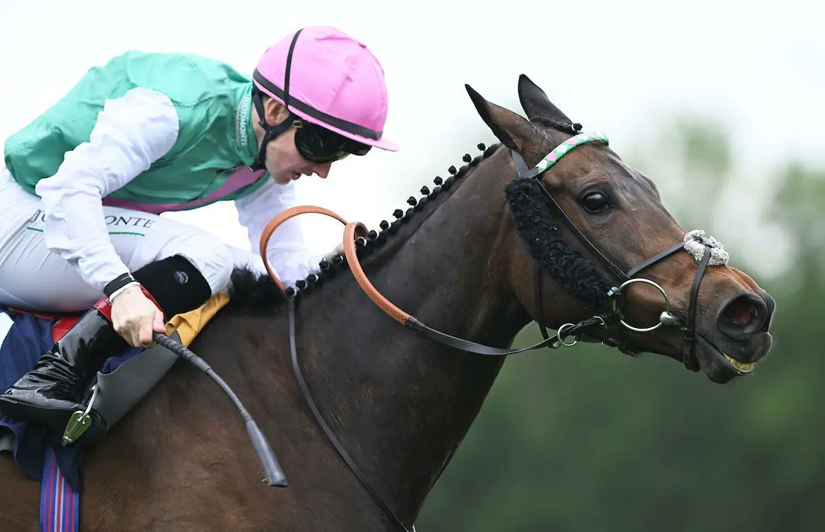 Bay horse head-on at the finish