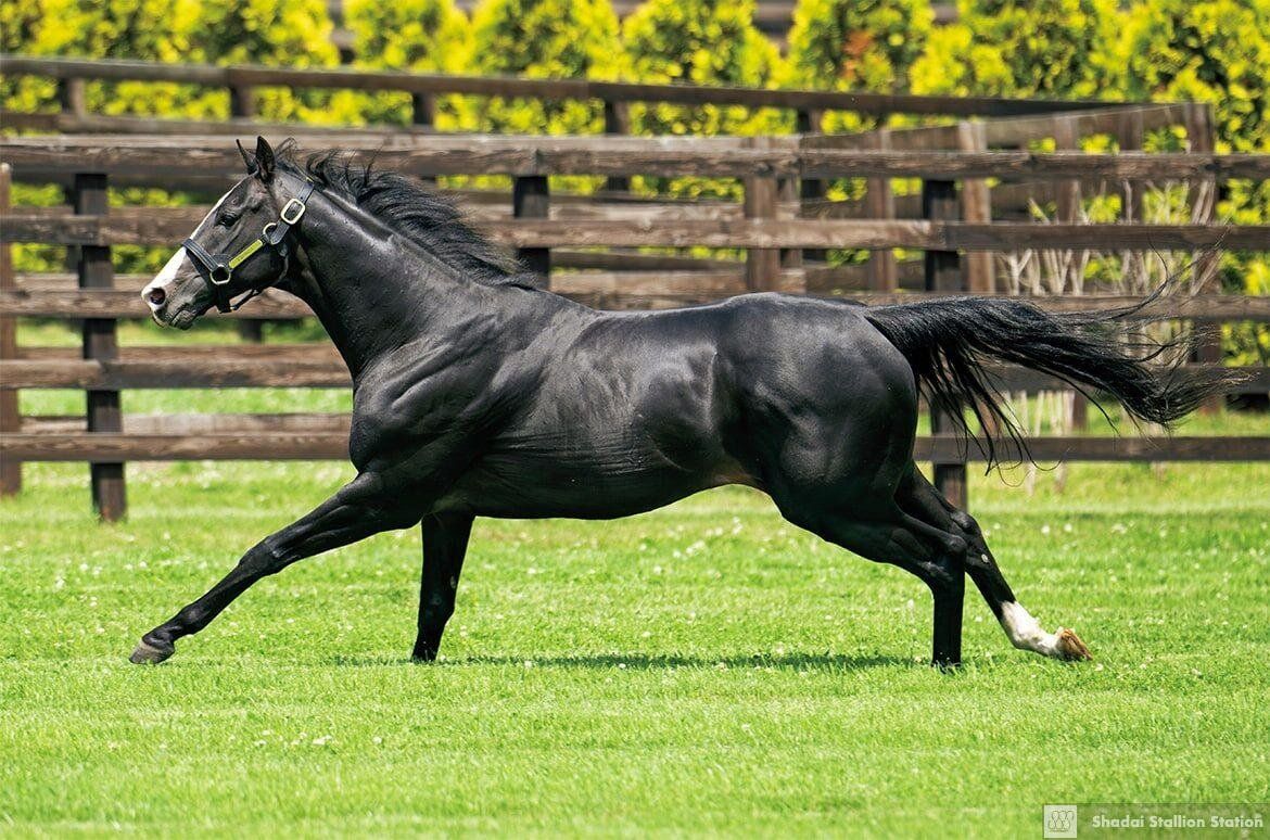 Black stallion at a canter in his paddock